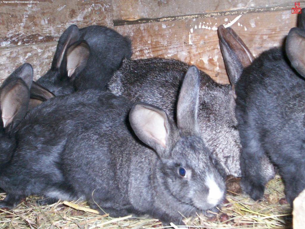 кролики quod vide