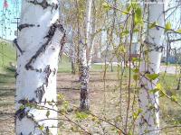 Берёзки. quod vide