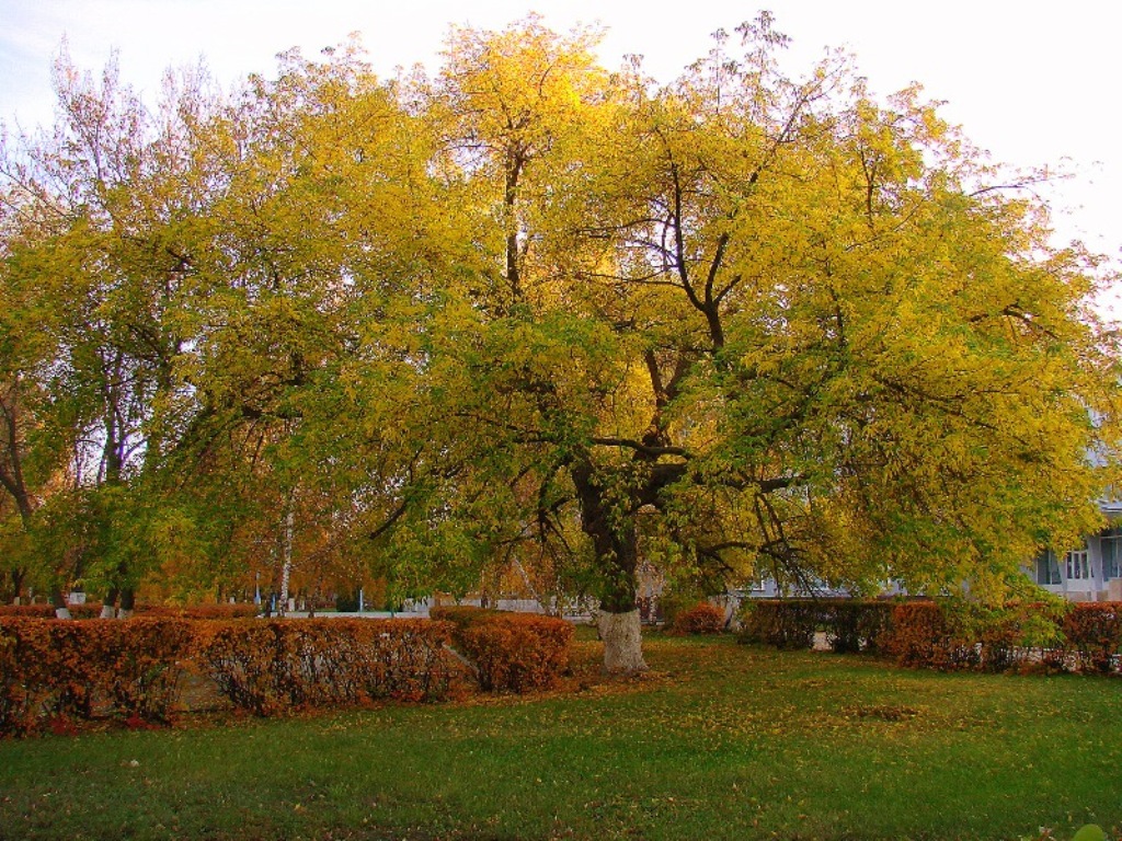 Краски осени