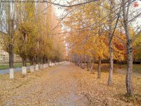 Осенняя алея, жёлтые листья. quod vide